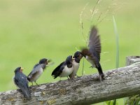 Hirundo rustica 137, Boerenzwaluw, Saxifraga-Luuk Vermeer