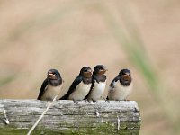 Hirundo rustica 140, Boerenzwaluw, Saxifraga-Luuk Vermeer