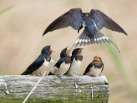 Hirundo rustica 142, Boerenzwaluw, Saxifraga-Luuk Vermeer