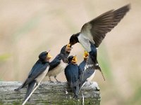 Hirundo rustica 143, Boerenzwaluw, Saxifraga-Luuk Vermeer