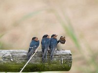 Hirundo rustica 145, Boerenzwaluw, Saxifraga-Luuk Vermeer