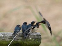 Hirundo rustica 146, Boerenzwaluw, Saxifraga-Luuk Vermeer