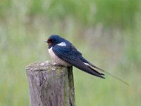 Hirundo rustica 151, Boerenzwaluw, Saxifraga-Luuk Vermeer