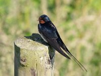 Hirundo rustica 158, Boerenzwaluw, Saxifraga-Luuk Vermeer