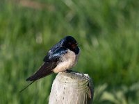 Hirundo rustica 159, Boerenzwaluw, Saxifraga-Luuk Vermeer