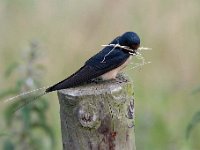 Hirundo rustica 161, Boerenzwaluw, Saxifraga-Luuk Vermeer