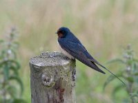 Hirundo rustica 162, Boerenzwaluw, Saxifraga-Luuk Vermeer