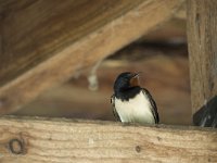 Hirundo rustica 169, Boerenzwaluw, Saxifraga-Willem van Kruijsbergen