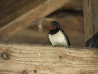 Hirundo rustica 171, Boerenzwaluw, Saxifraga-Willem van Kruijsbergen