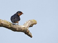 Hirundo rustica 176, Boerenzwaluw, Saxifraga-Hans Dekker