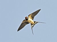 Hirundo rustica 180, Boerenzwaluw, Saxifraga-Tom Heijnen