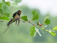 Hirundo rustica 191, Boerenzwaluw, Saxifraga-Tom Heijnen