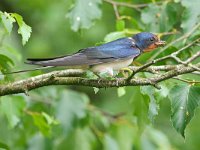 Hirundo rustica 192, Boerenzwaluw, Saxifraga-Tom Heijnen