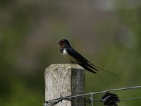 Hirundo rustica 73, Boerenzwaluw, Saxifraga-Dirk Hilbers