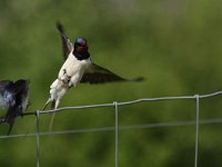 Hirundo rustica 76, Boerenzwaluw, Saxifraga-Dirk Hilbers