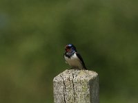 Hirundo rustica 78, Boerenzwaluw, Saxifraga-Dirk Hilbers