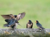 Hirundo rustica 88, Boerenzwaluw, Saxifraga-Luuk Vermeer