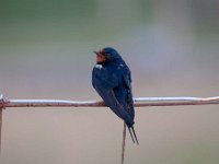 Hirundo rustica 94, Boerenzwaluw, Saxifraga-Luuk Vermeer