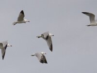 Ichthyaetus audouinii 11, Audouins meeuw, Saxifraga-Mark Zekhuis