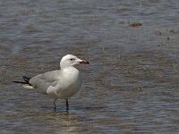 Ichthyaetus audouinii 15, Audouins meeuw, Saxifraga-Jan van der Straaten