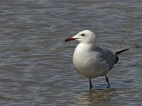 Ichthyaetus audouinii 17, Audouins meeuw, Saxifraga-Jan van der Straaten