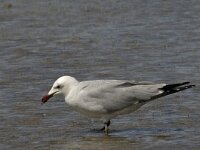 Ichthyaetus audouinii 18, Audouins meeuw, Saxifraga-Jan van der Straaten