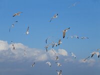 Ichthyaetus audouinii 24, Audouins meeuw, Saxifraga-Ed Stikvoort : Ilha Deserta