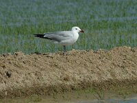 Ichthyaetus audouinii 4, Audouins meeuw, Saxifraga-Marijke Verhagen