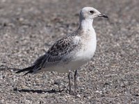 Ichthyaetus melanocephalus 13, Zwartkopmeeuw, juvenile, Saxifraga-Peter Meininger