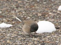 Junco hyemalis 2, Grijze junco, adult, Saxifraga-Theo Verstrael