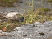 Junco hyemalis 5, Grijze junco, adult, male, Saxifraga-Theo Verstrael