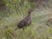 Lagopus lagopus scoticus 4, Schots sneeuwhoen, male, Saxifraga-Kees van Berkel : Blue Elephant, Schotland, Schots sneeuwhoen