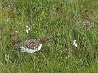 Lagopus lagopus ssp lagopus 13, Moerassneeuwhoen, Saxifraga-Hans Dekker