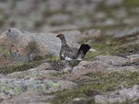 Lagopus muta 11, Alpensneeuwhoen, Saxifraga-Kees van Berkel : Blue Elephant, Schotland, alpensneeuwhoen