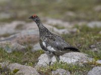 Lagopus muta 12, Alpensneeuwhoen, Saxifraga-Kees van Berkel : Blue Elephant, Schotland, alpensneeuwhoen