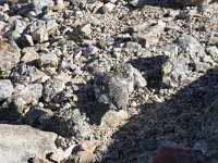 Lagopus muta 17, Alpensneeuwhoen, Saxifraga-Willem van Kruijsbergen