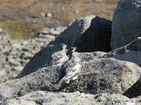 Lagopus muta 22, Alpensneeuwhoen, Saxifraga-Willem van Kruijsbergen