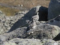 Lagopus muta 23, Alpensneeuwhoen, Saxifraga-Willem van Kruijsbergen