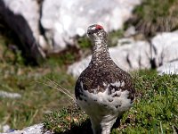 Lagopus muta 3, Alpensneeuwhoen, Saxifraga-Iztok Skornik