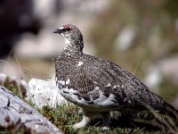 Lagopus muta 4, Alpensneeuwhoen, Saxifraga-Iztok Skornik