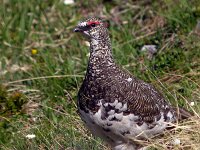 Lagopus muta 5, Alpensneeuwhoen, Saxifraga-Iztok Skornik