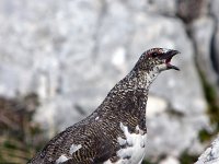 Lagopus muta 6, Alpensneeuwhoen, Saxifraga-Iztok Skornik