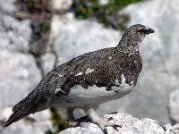 Lagopus muta 7, Alpensneeuwhoen, Saxifraga-Iztok Skornik