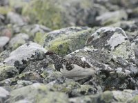 Lagopus muta 8, Alpensneeuwhoen, male, Saxifraga-Marjan van der Heide