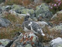 Lagopus muta 9, Alpensneeuwhoen, male, Saxifraga-Marjan van der Heide