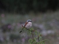 Lanius collurio 29, Grauwe klauwier, Saxifraga-Dirk Hilbers