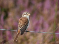 Lanius collurio 54, juvenile, Grauwe klauwier, Saxifraga-Hans Dekker