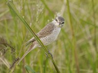 Lanius collurio 68, Grauwe klauwier, Saxifraga-Tom Heijnen