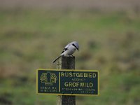 Lanius excubitor 31, Klapeketser, Saxifraga-Luuk Vermeer