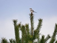 Lanius excubitor 42, Klapekster, Saxifraga-Tom Heijnen